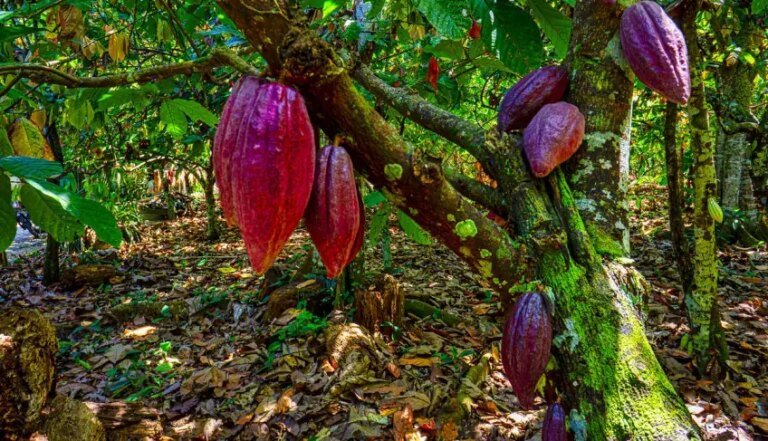 plantacao-cacau_p24191_thumb_resized.jpg