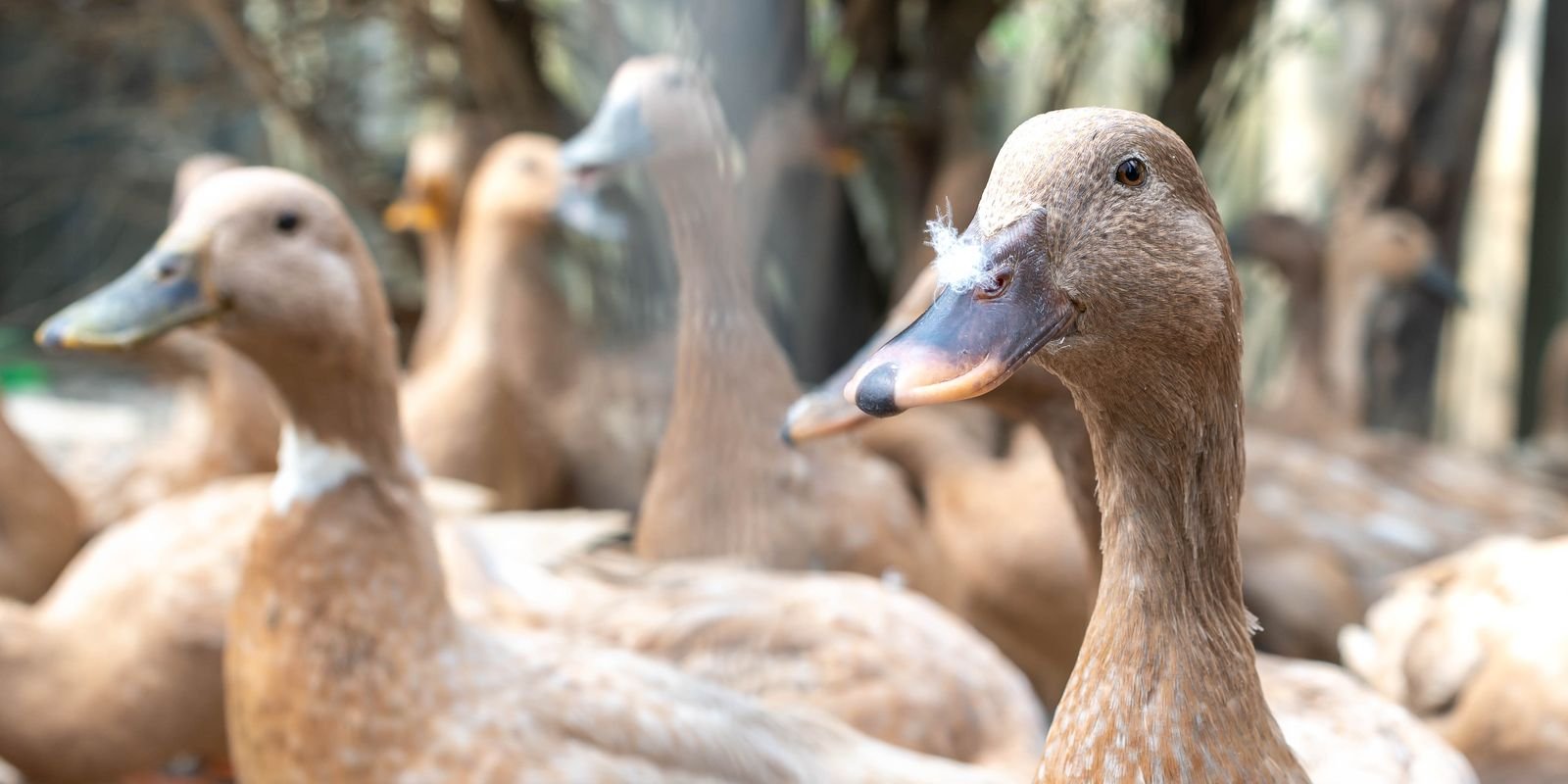 vecteezy_the-large-group-of-healthy-brown-ducks-in-a-domestic-farm_22340663.jpg